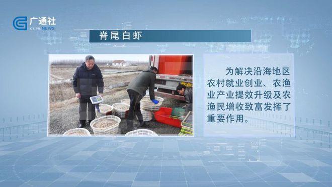 脊尾白虾作为江苏省海水池塘养殖的最主要品种,该品种肉质细嫩,味道鲜