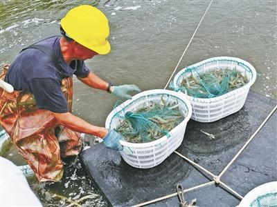 海水虾养殖,提质增效如何觅新途?